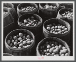 Inferior grade potatoes brought for sale to a starch factory in Van Buren, Maine.
