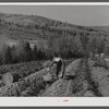 Picking potatoes of the isolation unit of the farm of Mr. Lawrence J. Brown, FSA (Farm Security Administration) client near Eagle Lake, Maine.
