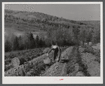Picking potatoes of the isolation unit of the farm of Mr. Lawrence J. Brown, FSA (Farm Security Administration) client near Eagle Lake, Maine.