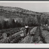 Picking potatoes of the isolation unit of the farm of Mr. Lawrence J. Brown, FSA (Farm Security Administration) client near Eagle Lake, Maine.