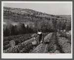 Picking potatoes of the isolation unit of the farm of Mr. Lawrence J. Brown, FSA (Farm Security Administration) client near Eagle Lake, Maine.
