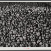 Seed potatoes on the Holmquist farm, the first one of the isolation seed foundation unit in Aroostook County. New Sweden, Maine.