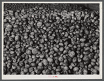 Seed potatoes on the Holmquist farm, the first one of the isolation seed foundation unit in Aroostook County. New Sweden, Maine.