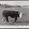 The raising of beef cattle such as this on the farm of Waldo Holquist is encouraged by FSA (Farm Security Administration) to supplement the income from potatoes. New Sweden, Maine.