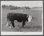 The raising of beef cattle such as this on the farm of Waldo Holquist is encouraged by FSA (Farm Security Administration) to supplement the income from potatoes. New Sweden, Maine.