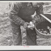Mr. Claude Levesque, FSA (Farm Security Administration) client and potato farmer, demonstrating method of cutting seed potatoes for immediate planting. Near Van Buren, Maine.