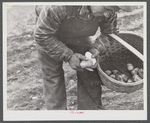 Mr. Claude Levesque, FSA (Farm Security Administration) client and potato farmer, demonstrating method of cutting seed potatoes for immediate planting. Near Van Buren, Maine.