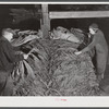 Mr. and Mrs. Oliver Barber stripping tobacco in their barn. Windsorville Connecticut.
