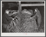 Mr. and Mrs. Oliver Barber stripping tobacco in their barn. Windsorville Connecticut.