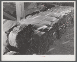 Tobacco wrapped in bundles after stripping operations. Near Windsorville Connecticut.