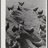 Some of the two thousand poulets on the poultry farm of Mr. August Udal, Finnish FSA (Farm Security Administration) client. Canterbury, Connecticut.