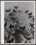 Some of the two thousand poulets on the poultry farm of Mr. August Udal, Finnish FSA (Farm Security Administration) client. Canterbury, Connecticut.