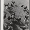Some of the two thousand poulets on the poultry farm of Mr. August Udal, Finnish FSA (Farm Security Administration) client. Canterbury, Connecticut.