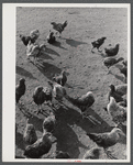 Some of the two thousand poulets on the poultry farm of Mr. August Udal, Finnish FSA (Farm Security Administration) client. Canterbury, Connecticut.
