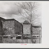 Hurricane timber. Ledyard, Connecticut.