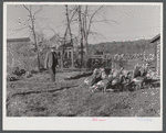 Old Yankee farmer, has a small farm with a subsistance garden and some turkeys. Near Fitchville, Connecticut.