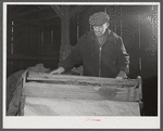 Mr. Oliver Barber, wrapping tobacco in the tobacco press after the stripping operation in his barn. Mr. Barber is a small tobacco farmer near Windsorville, Connecticut.