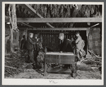 General view of stripping and wrapping operations in the tobacco barn of Mr. Robert J. Hawthorne, a tobacco farmer near Hazardville, Connecticut.