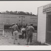 Florida migrants during lunch hour at potato grading station. Camden, North Carolina.