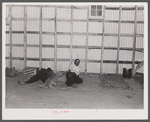 This warehouse constitutes the sleeping quarters for a group of Florida potato pickers.