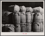 Sacks of potatoes waiting at the freight station for shipment to northern cities. Camden, North Carolina.