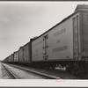 Freight cars at Camden, North Carolina, grading station. All along the line are potatoes being loaded.