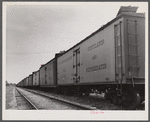 Freight cars at Camden, North Carolina, grading station. All along the line are potatoes being loaded.