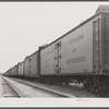 Freight cars at Camden, North Carolina, grading station. All along the line are potatoes being loaded.