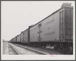 Freight cars at Camden, North Carolina, grading station. All along the line are potatoes being loaded.