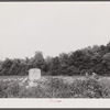 Tombstone in potato field. Shiloh, North Carolina.