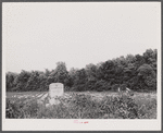 Tombstone in potato field. Shiloh, North Carolina.