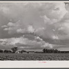 Field of tomatoes on a farm near Shiloh, North Carolina.