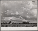 Field of tomatoes on a farm near Shiloh, North Carolina.