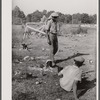 Migrants cooking lunch at the grading station at Camden, North Carolina.