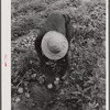 Migratory potato picker in a field owned by T.C. Sawyer of Belcross, North Carolina.