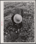 Migratory potato picker in a field owned by T.C. Sawyer of Belcross, North Carolina.