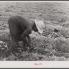 Migratory potato picker in a field owned by T.C. Sawyer of Belcross, North Carolina.