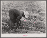 Migratory potato picker in a field owned by T.C. Sawyer of Belcross, North Carolina.