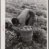 Migratory potato picker in a field owned by T.C. Sawyer of Belcross, North Carolina.