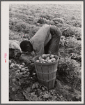 Migratory potato picker in a field owned by T.C. Sawyer of Belcross, North Carolina.