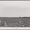 Potato field in Belcross, North Carolina.