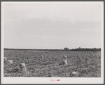Potato field in Belcross, North Carolina.