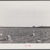 Potato field in Belcross, North Carolina.