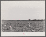 Potato field in Belcross, North Carolina.