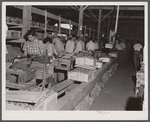 Wrapping tomatoes in the Kings Creek Packing Company. Kings Creek, Maryland. The wrappers are usually from Florida and are highly skilled and seem to be well paid.
