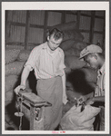 Weighing potatoes at the grading station at Belcross, North Carolina.