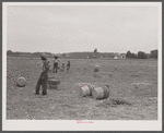 Migratory workers in an onion field near Accomac, Virginia.