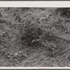 Mulching around a young tomato plant. Princess Anne, Maryland.