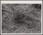 Mulching around a young tomato plant. Princess Anne, Maryland.