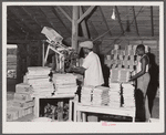 Florida migrants making boxes ("lugs") for packing tomatoes at the Kings Creek Packing Company. Kings Creek, Maryland.